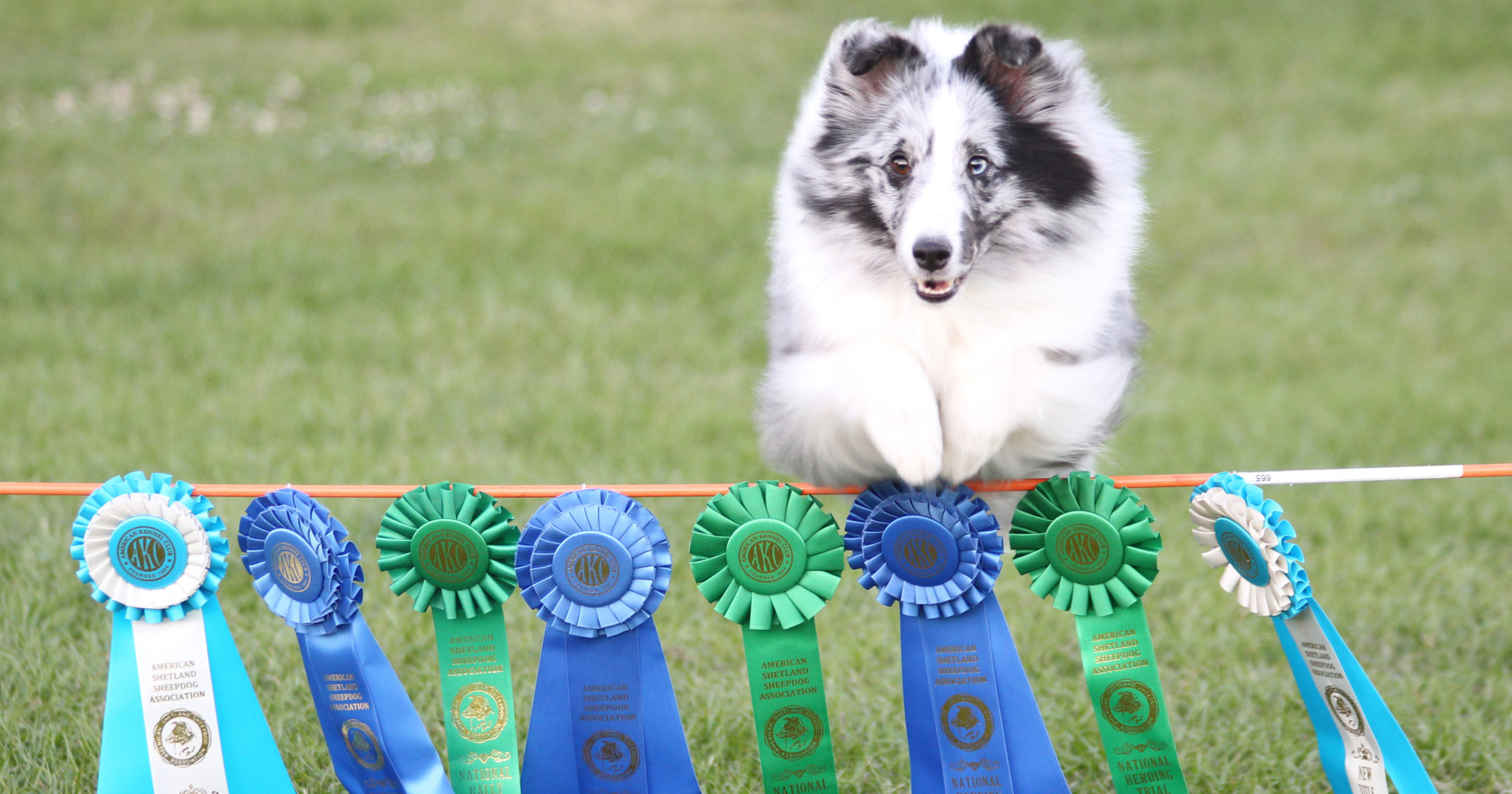 Cleveland Shetland Sheepdog Clubblog post cover image